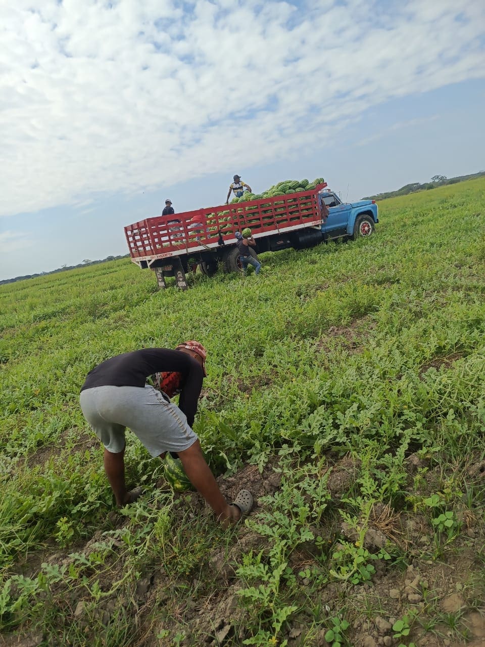 Trabajadores cargando la cosecha en un camión en el campo venezolano